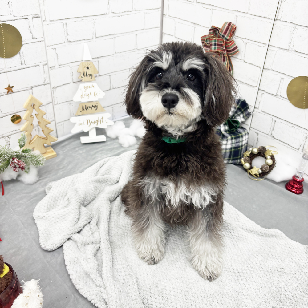生徒とモデル犬の写真撮影会③